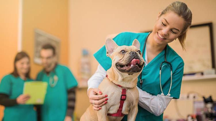 Pet Medical Insurance coverage is being used for a French Bulldog’s vet visit.